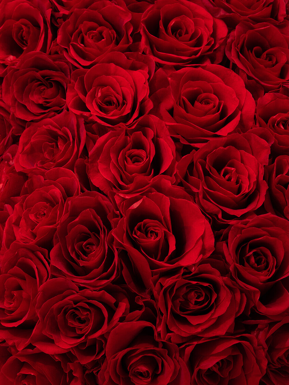 Serce XXXL Z ponad 150 Wiecznymi Stabilizowanymi Różami -