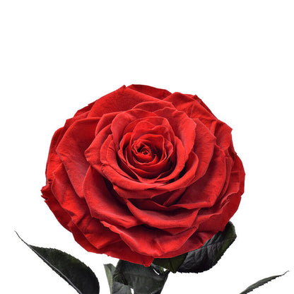 Wieczna Prawdziwa Stabilizowana Róża W Szkle